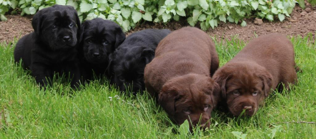 labrador puppies lying in the grass- Endless Mt. Labradors