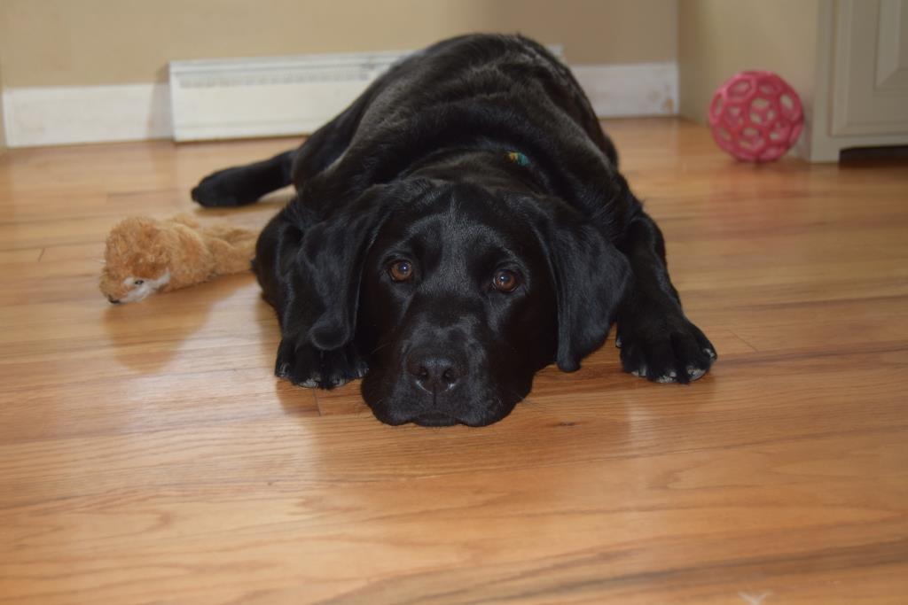 Sweet black female lab pup laying on the floor- Endless Mt. Labradors "Abby"