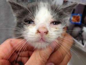 kitten with typical low grade repiratory tract symptoms