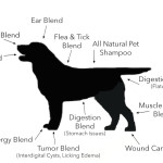 mapping the uses of essential oils on a dog