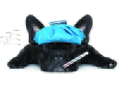 Natural heartworm deals treatment prevention