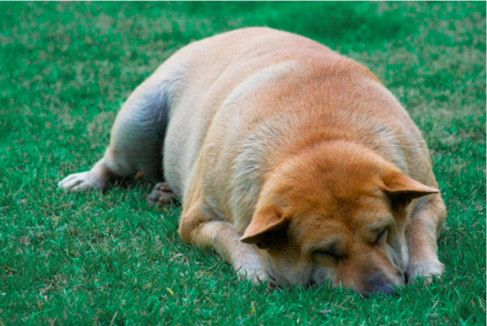 Bloat in Dogs. Causes, Symptoms and Prevention | Olia | Essential Oils ...