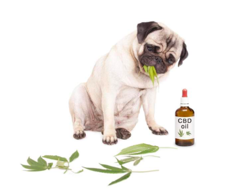 is cbd oil good for dogs with cancer