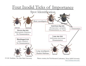 Tick_Types