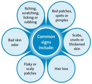 allergic skin conditions