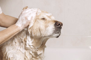 dog-taking-bath-with-shampoo