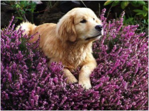 dog with lavendar