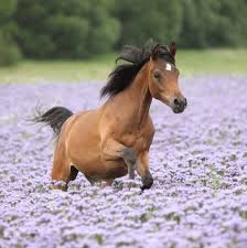 horse and lavendar