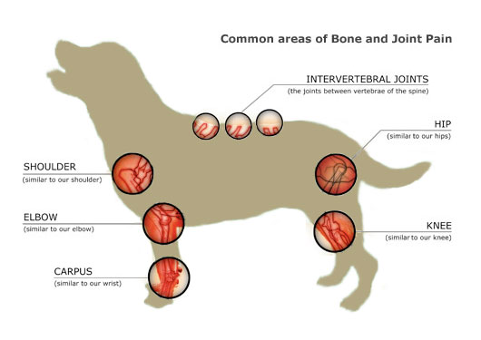 Essential oil for dog pain deals