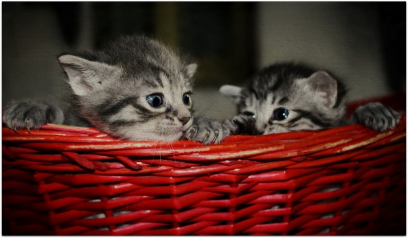 kittens in a basket