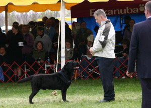 Mackie about to win Winners Dog from British judge David Craig, Potomac, 2009