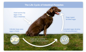 parasite-life-cycle