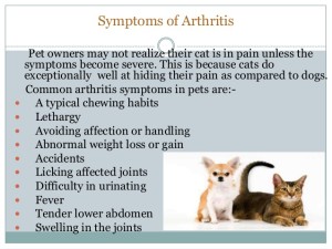 pet-bounce-arthritis-pain-relief-for-dogs-and-cats-4-638