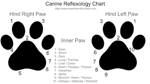 Canine Reflexology Chart
