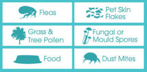 types of allergies